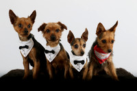 Groomco Pet Photo Session