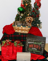Groomco Dog Christmas Photo Shoot 11.28.15