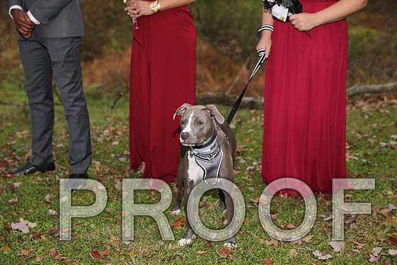 8L2A3339 Wedding Photos - The ceremony