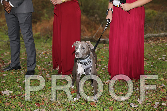 8L2A3338 Wedding Photos - The ceremony