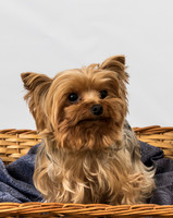 Yorkies 11.14.15